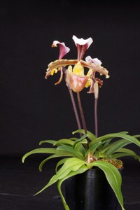 Paph. barbigerum var. coccineum 'Petite Grape' CHM 81 pts.